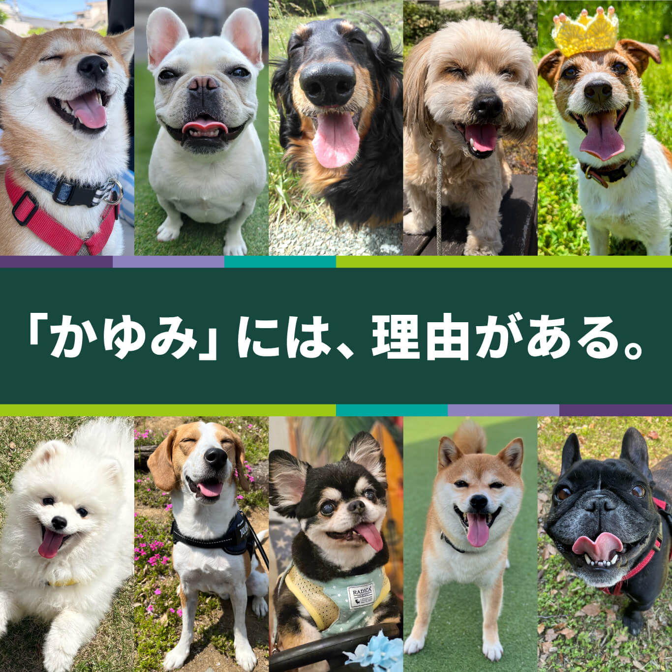 「かゆみ」には理由がある。